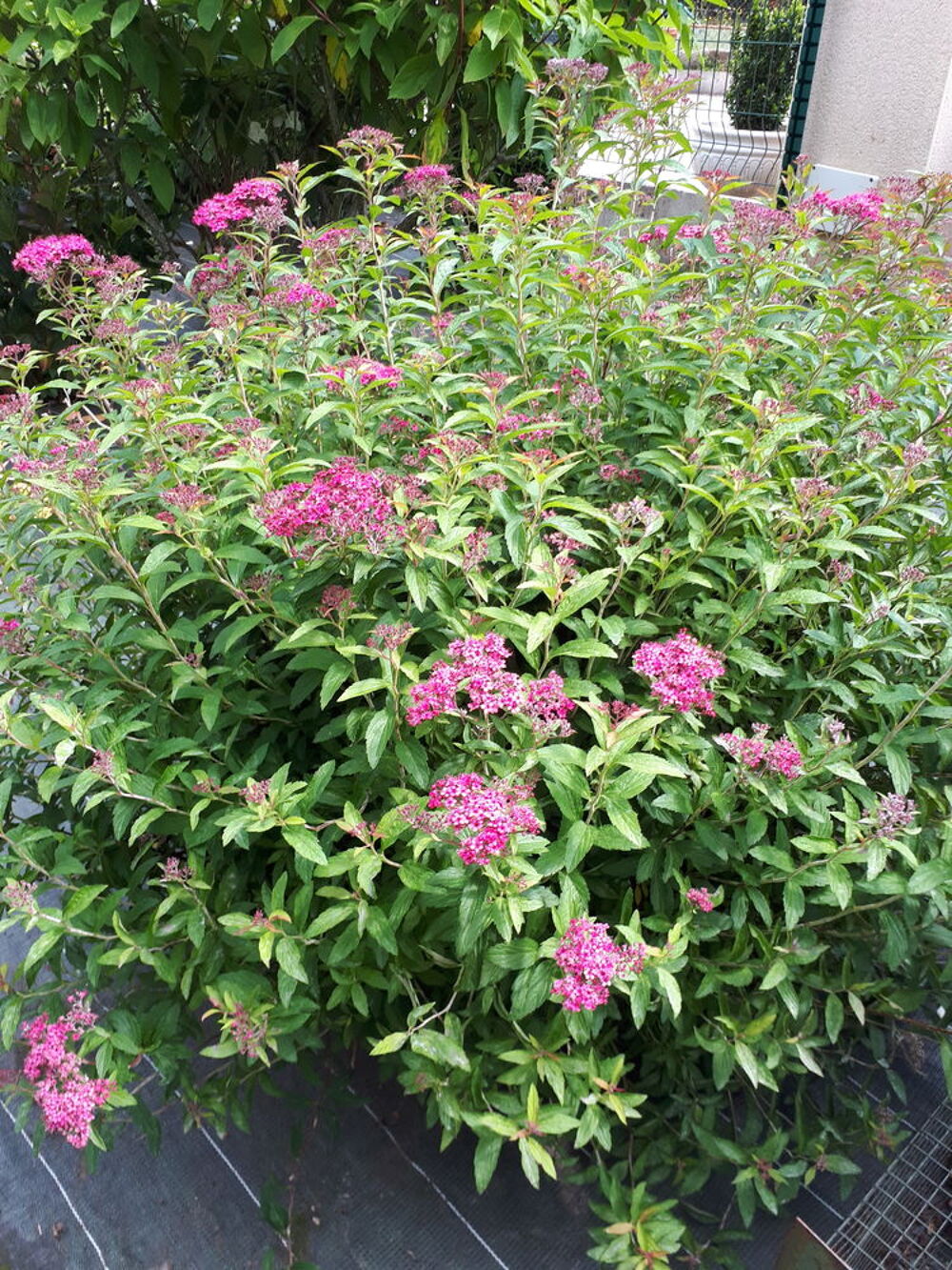 fleurs et arbustes Jardin