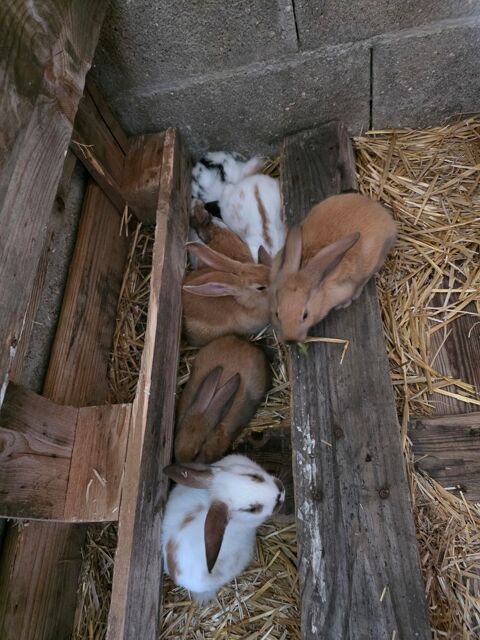 B&eacute;b&eacute; Lapin Fermier 20 22700 Louannec