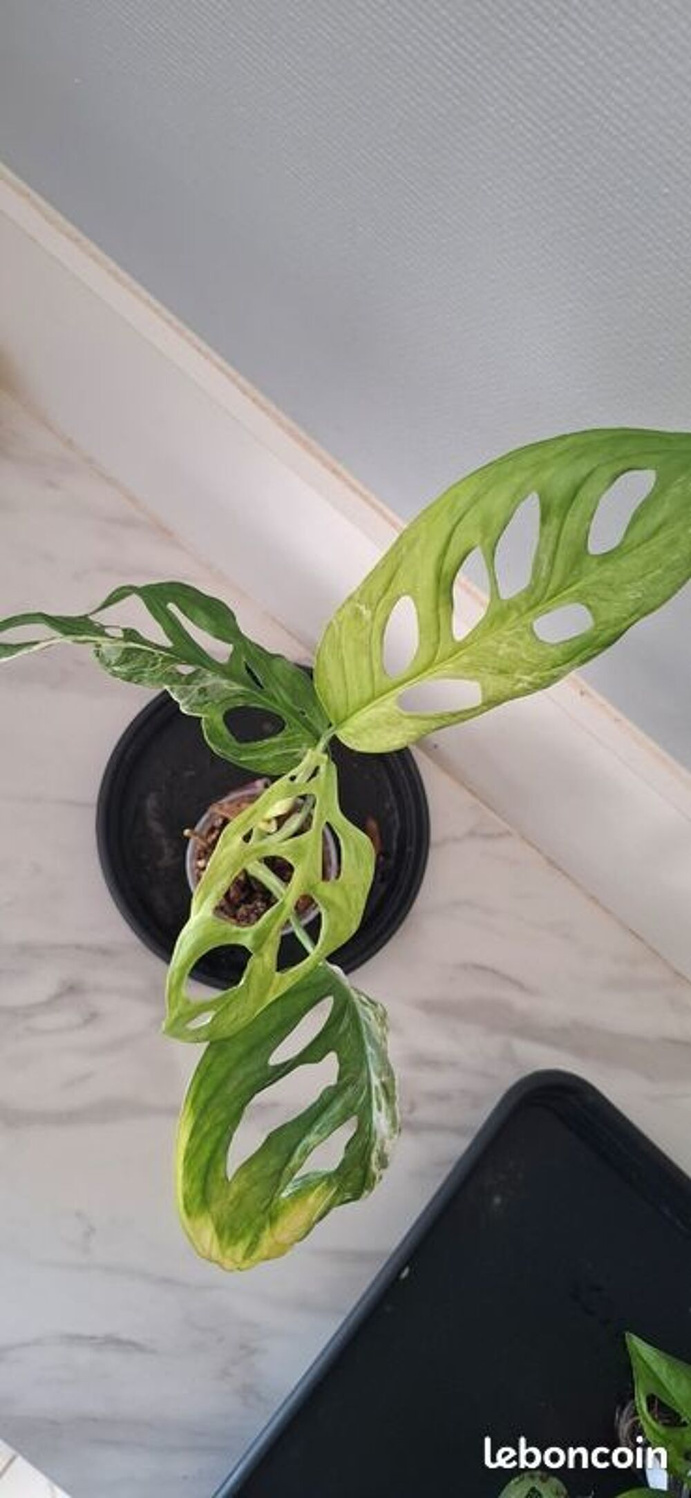 Monstera adansonii indonesian marble bouture 42 Décoration