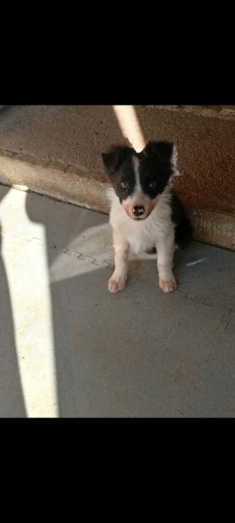 Donne Chiots Border Collie  0 34070 Montpellier