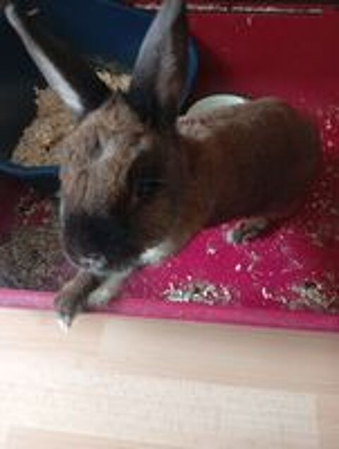   Lapin main de 2022  