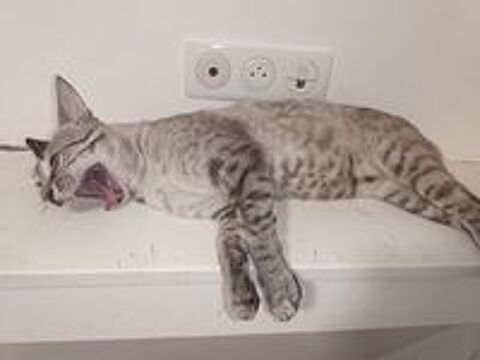   Chat Savannah  
