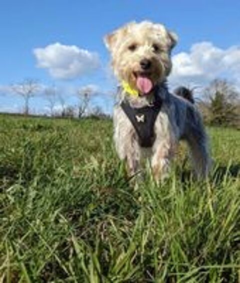   KASSAN, adorable crois Yorkshire et Fox Terrier  adopter via l'association UMA  
