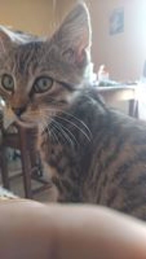  Donne chatons  