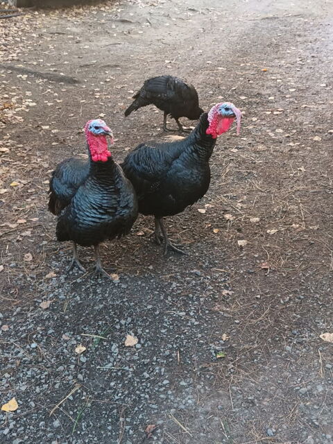 Dindes 12 14220 Tournebu