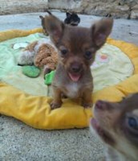   Chihuahuas mâles et femelles 