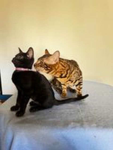   CHATON BENGAL inscrit au LOOF père CHAMPION INTERNATIONNAL 
