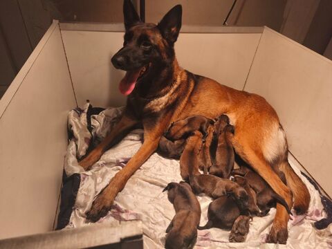 Elevage familiale  Chiots Malinois 600 22160 La chapelle-neuve