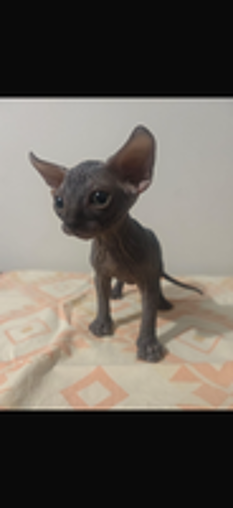   Chatons Sphynx 