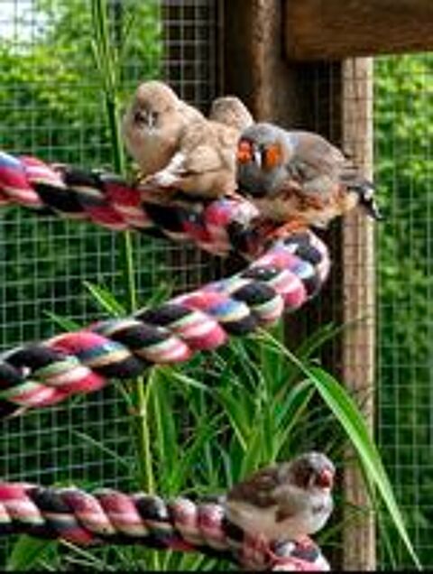   Couples mandarins.  
