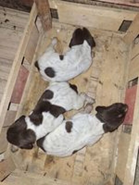   A réserver Chiots braque allemand LOF 