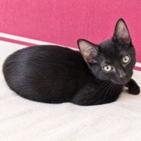   Loulou - chaton 
