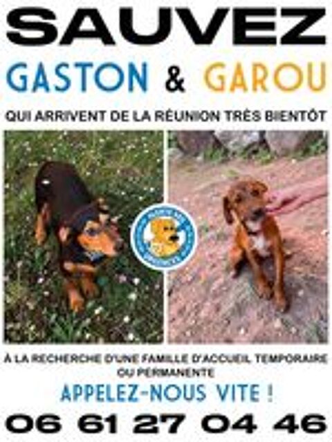   SAUVEZ GASTON ET GAROU 