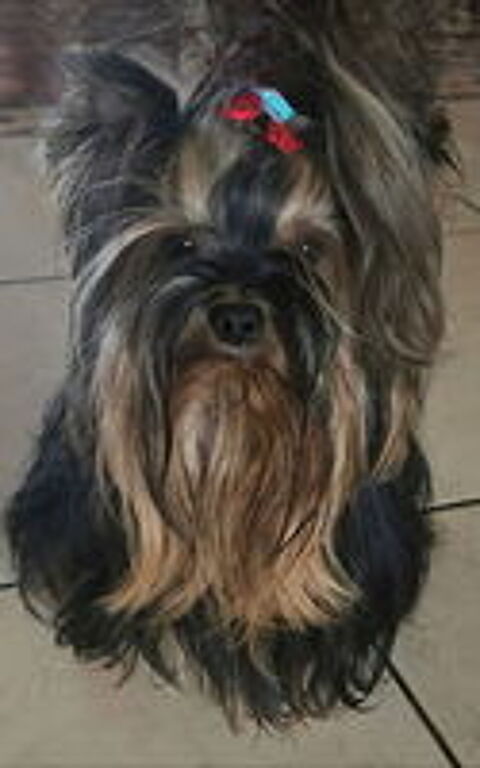   CHIOT YORSHIRE TERRIER 