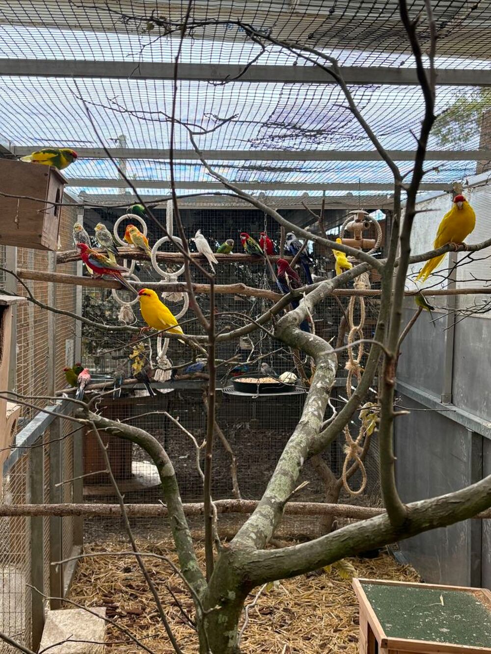   Recueil perroquets oiseaux  