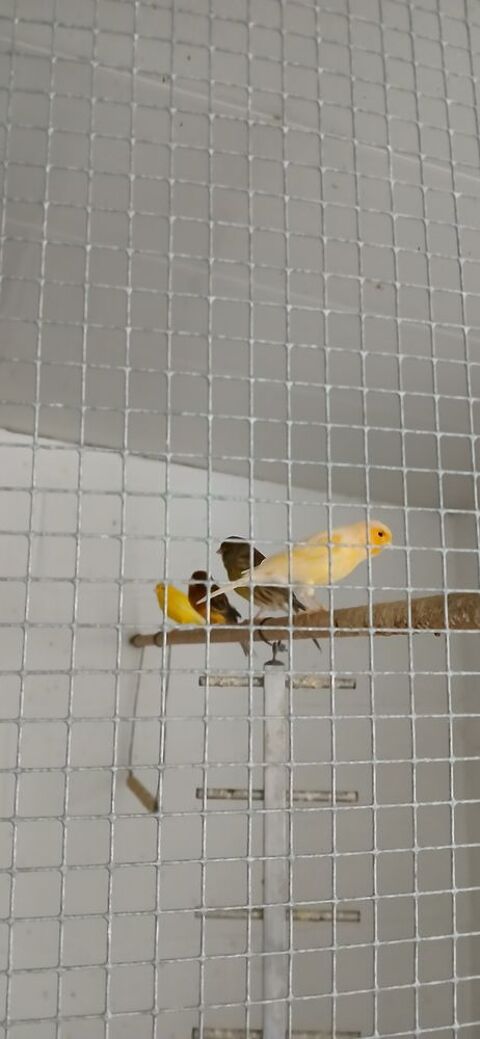 Canaris mâle et femelle  25 59490 Somain