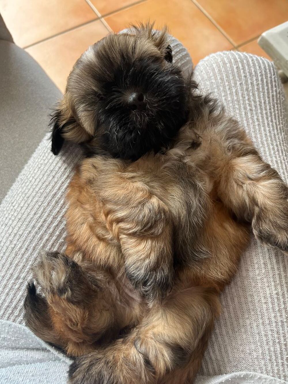   Magnifique chiot SHIH TZU  