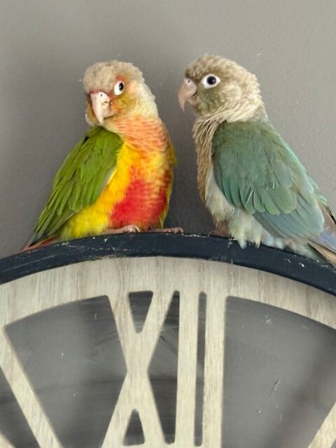 Conures molinae ananas 100 59760 Grande-synthe