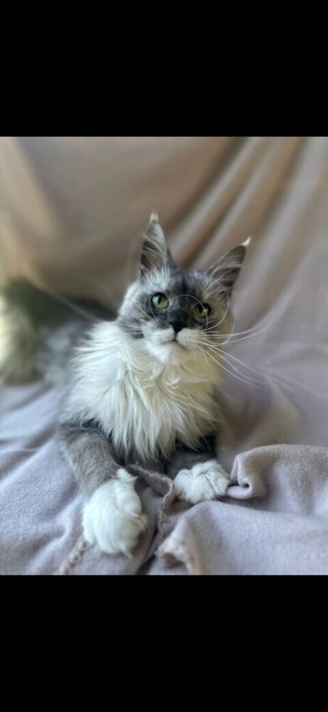 maincoon 500 17500 Saint-germain-de-lusignan