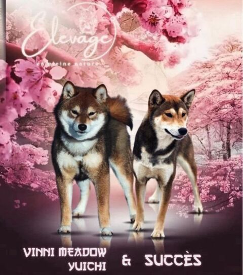 🐕🦊 Shiba Inu LOF 🐾🐾 Lign&eacute;es japonaises prestigieuses 🇯🇵 Couleurs rares : Noir et Feu, Roux, S&eacute;same, S&eacute;same Noir, Noir 🖤🧡🤎 1990 66450 Pollestres