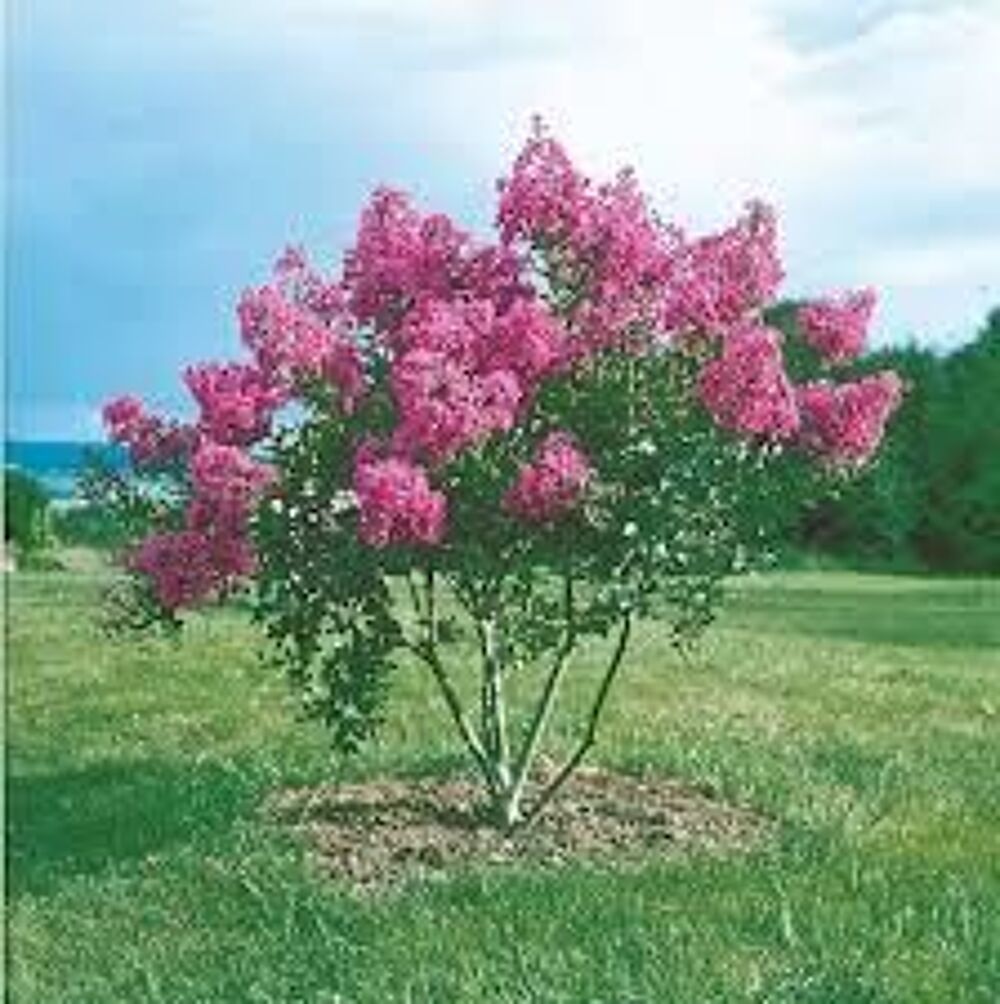 2 plants de lilas rose simple Jardin