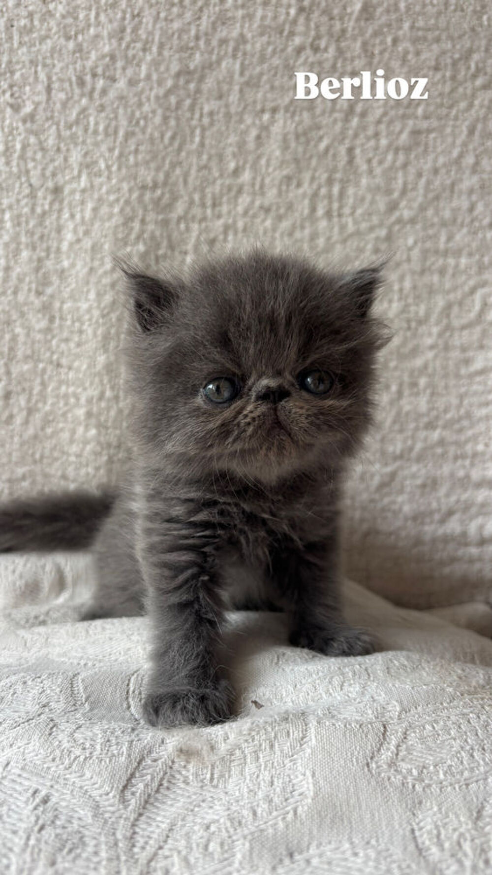   Chaton persan LOOF 