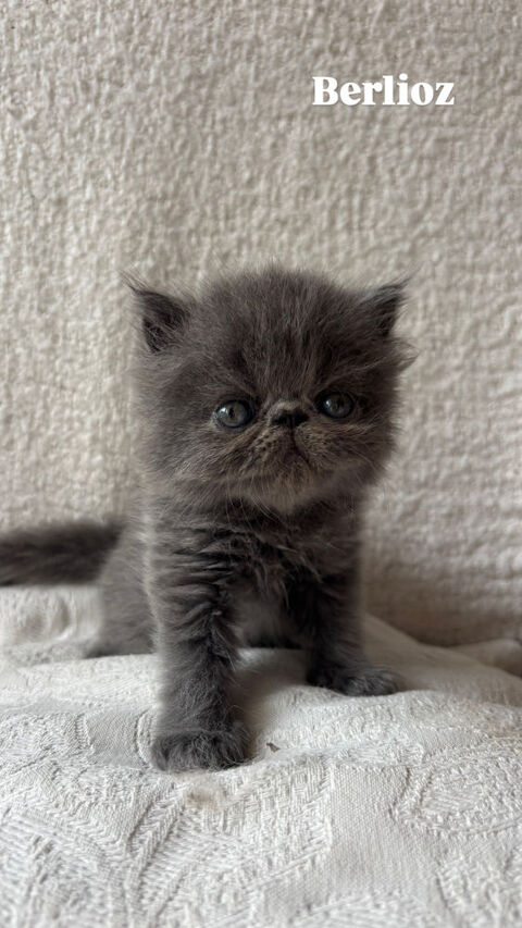 Chaton persan LOOF 1200 34160 Beaulieu