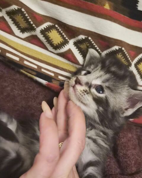 A RESERVER POUR D&eacute;but JUIN Chaton Maine Coon Black Solide
1000 77300 Fontainebleau