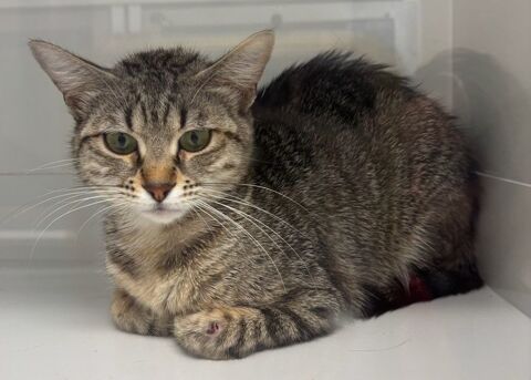 BEREZINA, chatte tigr&eacute;e 1 an 120 34500 Béziers
