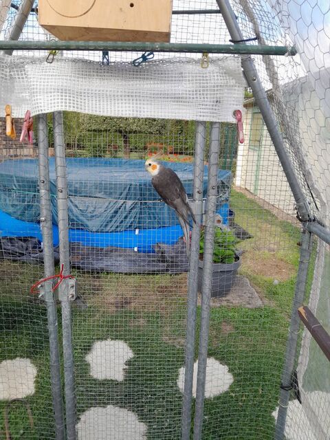 Oiseaux 20 28800 Trizay-ls-bonneval