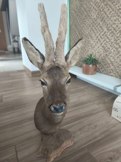 Trophée de chevreuil 30 86600 Celle-lvescault