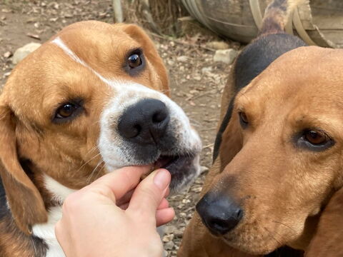 Ti Beagle est &agrave; l'adoption! 0 34000 Montpellier