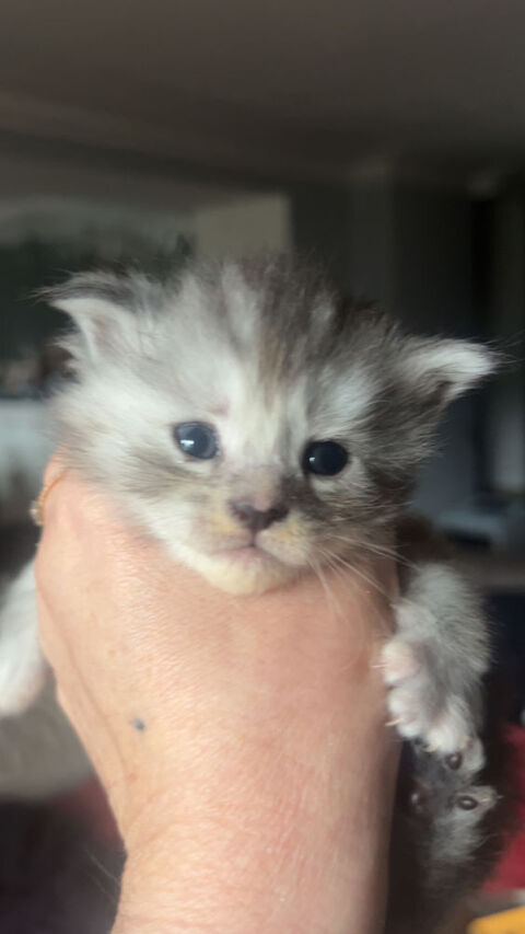 A r&eacute;server chatons polydactyle
1400 88700 Rambervillers