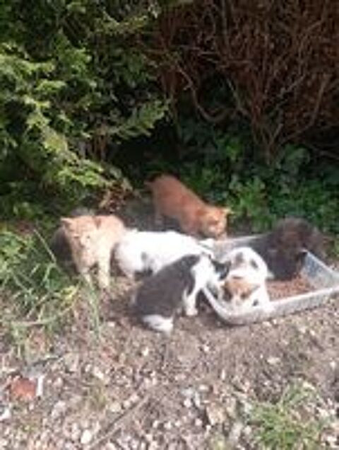   Chatons  