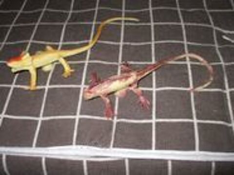 2 lezards qui se positionnent n importe ou 3 M�rignies (59)