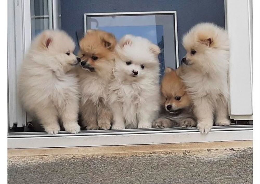   5 chiots élevés à la maison en famille 