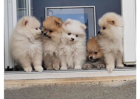 5 chiots &eacute;lev&eacute;s &agrave; la maison en famille 1200 92310 Sèvres