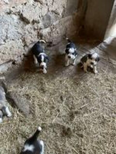   Chiots border collie 