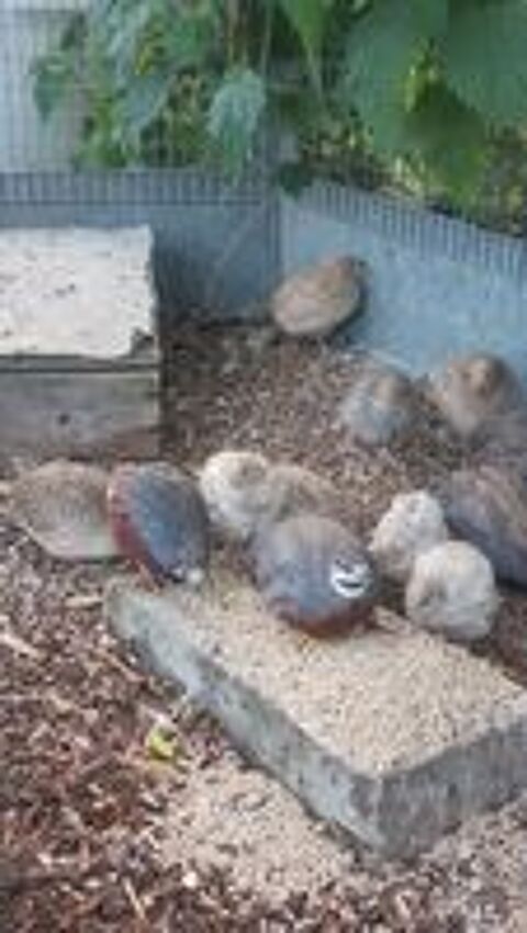   Poules naines Pékin fauve 