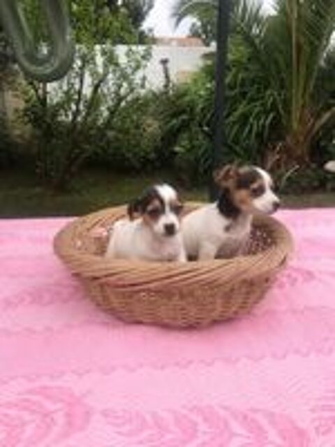   Chiots Jack Russel 