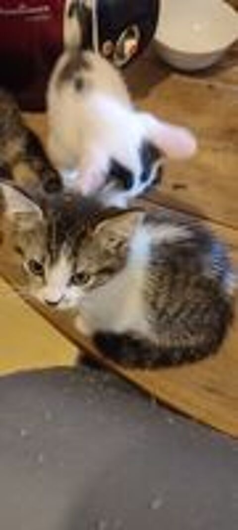   Chatons 