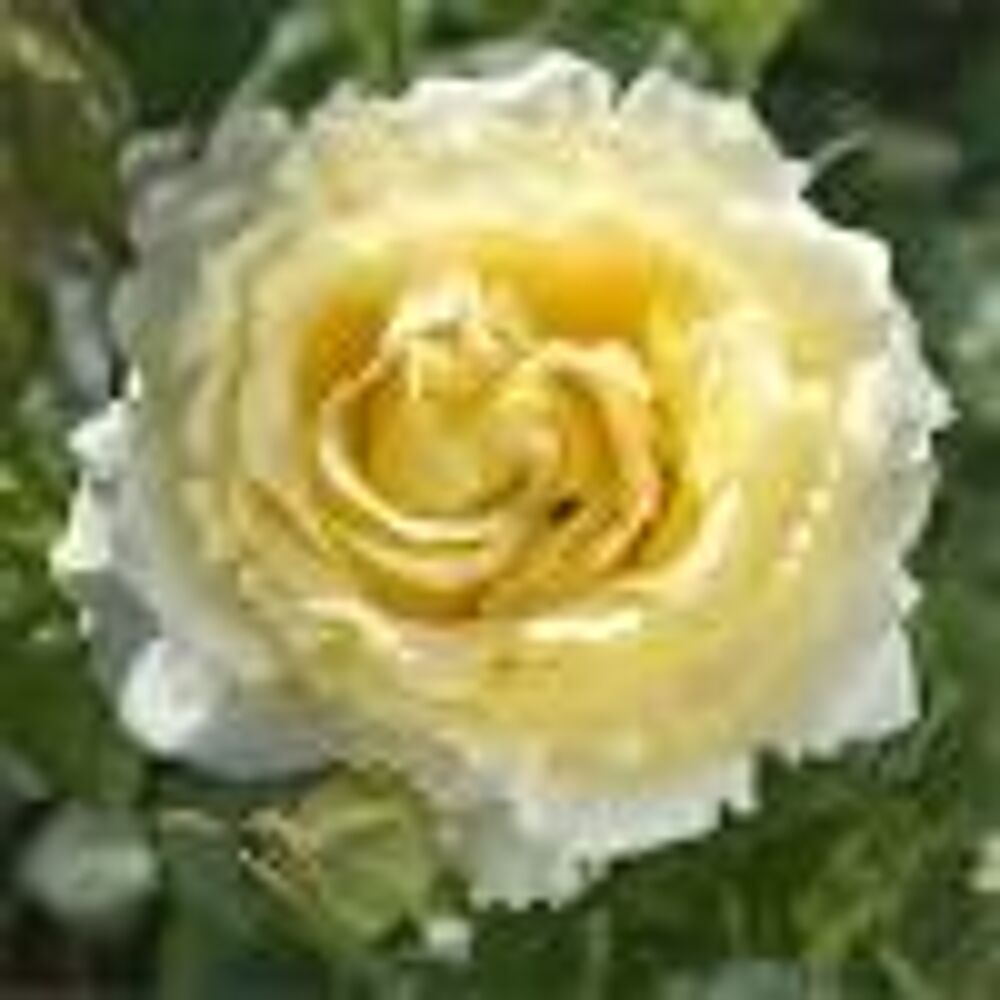 5 plants de rosier grimpant jaune
Jardin