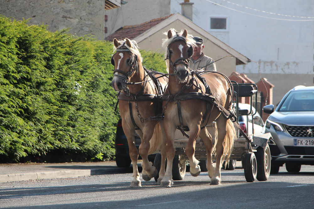    paire de   haflinger    