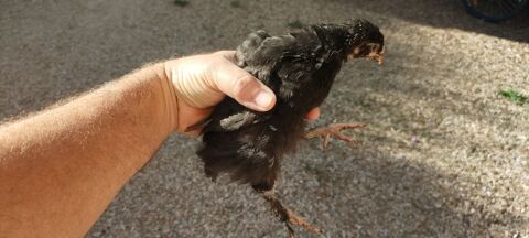 Poussins Marans noir camail cuivr&eacute; 10 06140 Vence