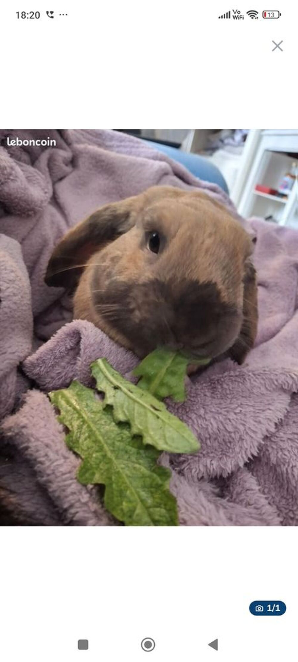   Lapin bélier nain 