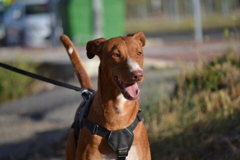 COCO 3ans, un vrai rayon de soleil ! 315 24140 Douville