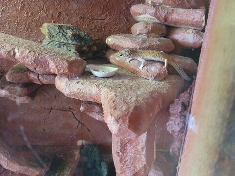 gecko leaopard 50 70230 Filain