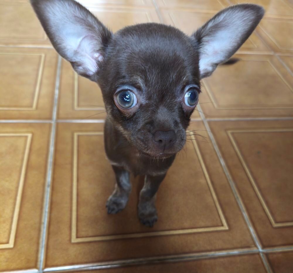   Chiot femelle, type chihuahua.  