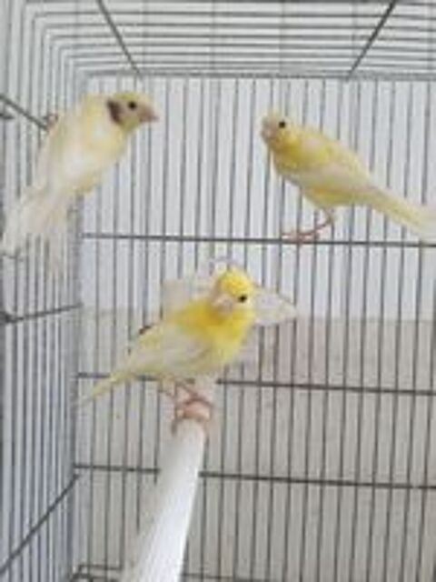   Canaris jaunes 