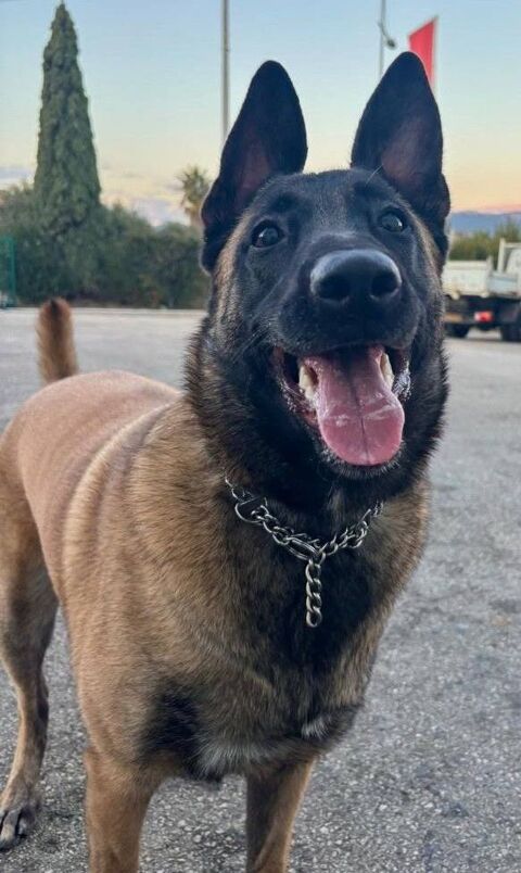 Chien VANILLE &agrave; l adoption 350 83140 Six-fours-les-plages